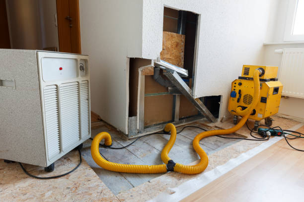 Best Black Mold Removal  in Wellsville, MO